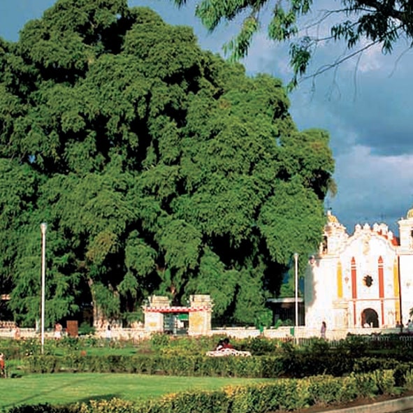 Visitar El Tule – OAXACA, MARAVILLAS NATURALES